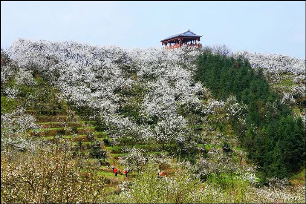【春天，广西桂林灌阳县向您发出邀请！】我们在灌阳看梨花 - 游山玩水 - 宝鸡生活社区 - 宝鸡28生活网 baoji.28life.net