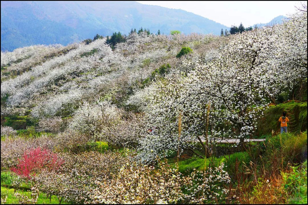 【春天，广西桂林灌阳县向您发出邀请！】我们在灌阳看梨花 - 游山玩水 - 宝鸡生活社区 - 宝鸡28生活网 baoji.28life.net