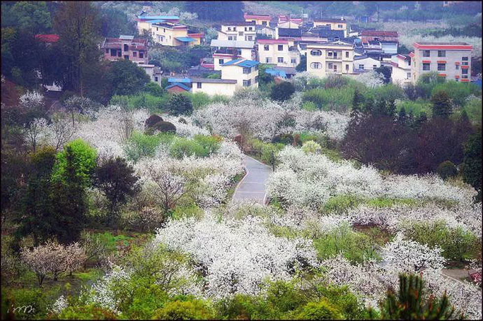 【春天，广西桂林灌阳县向您发出邀请！】我们在灌阳看梨花 - 游山玩水 - 宝鸡生活社区 - 宝鸡28生活网 baoji.28life.net