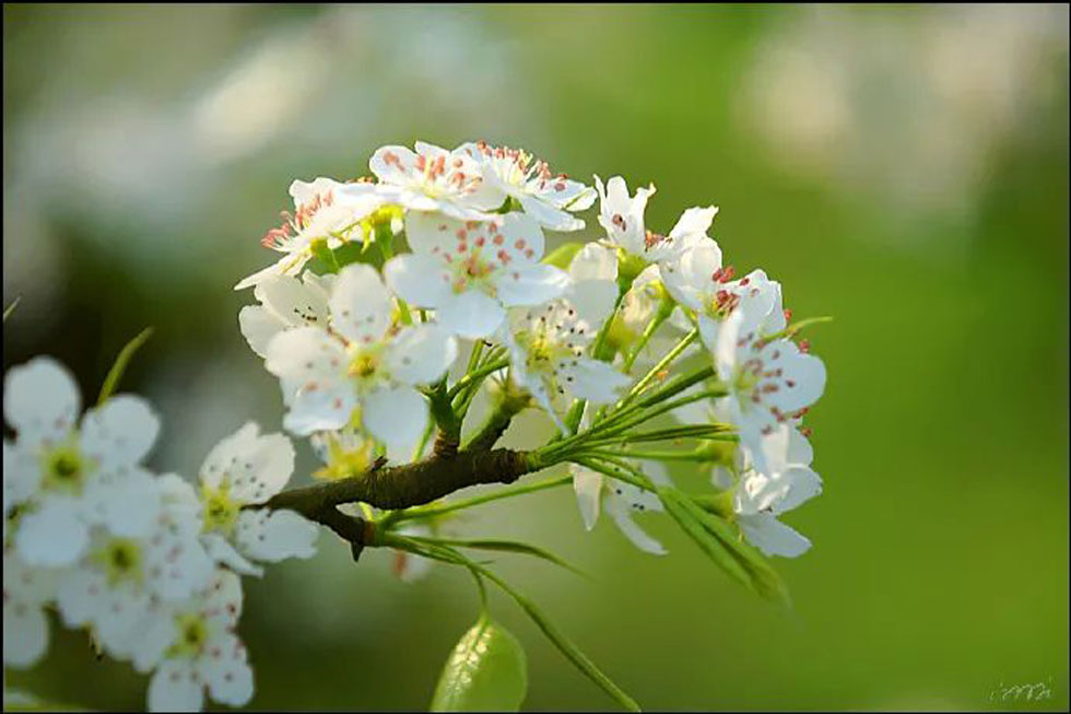 【春天，广西桂林灌阳县向您发出邀请！】我们在灌阳看梨花 - 游山玩水 - 宝鸡生活社区 - 宝鸡28生活网 baoji.28life.net