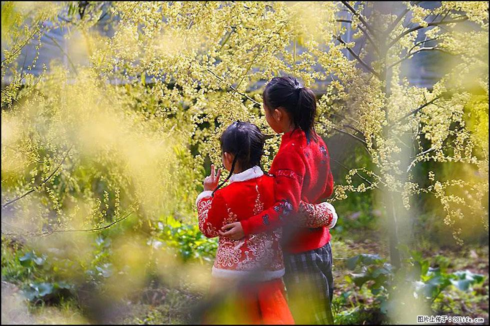【春天，广西桂林灌阳县向您发出邀请！】米珠山前有片山苍子花在飘香 - 游山玩水 - 宝鸡生活社区 - 宝鸡28生活网 baoji.28life.net