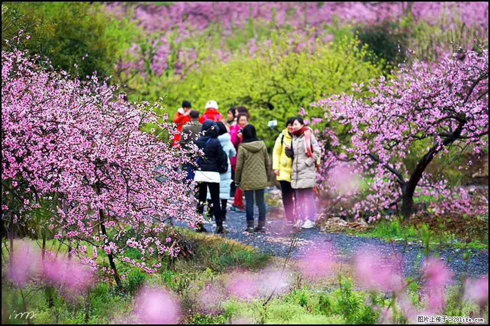 【春天，广西桂林灌阳县向您发出邀请！】官庄村有个醉美的桃花园 - 游山玩水 - 宝鸡生活社区 - 宝鸡28生活网 baoji.28life.net