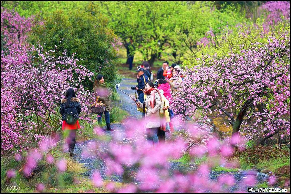 【春天，广西桂林灌阳县向您发出邀请！】官庄村有个醉美的桃花园 - 游山玩水 - 宝鸡生活社区 - 宝鸡28生活网 baoji.28life.net