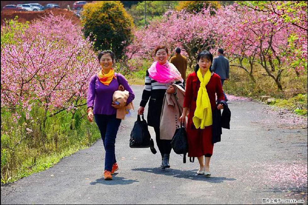 【春天，广西桂林灌阳县向您发出邀请！】官庄村有个醉美的桃花园 - 游山玩水 - 宝鸡生活社区 - 宝鸡28生活网 baoji.28life.net