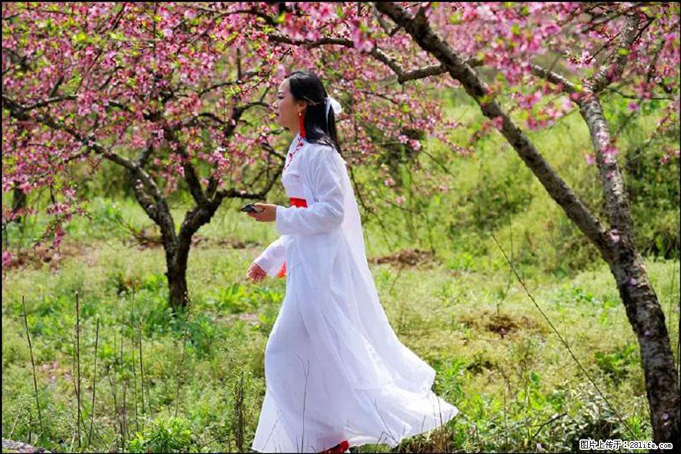 【春天，广西桂林灌阳县向您发出邀请！】官庄村有个醉美的桃花园 - 游山玩水 - 宝鸡生活社区 - 宝鸡28生活网 baoji.28life.net