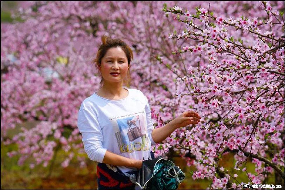 【春天，广西桂林灌阳县向您发出邀请！】官庄村有个醉美的桃花园 - 游山玩水 - 宝鸡生活社区 - 宝鸡28生活网 baoji.28life.net
