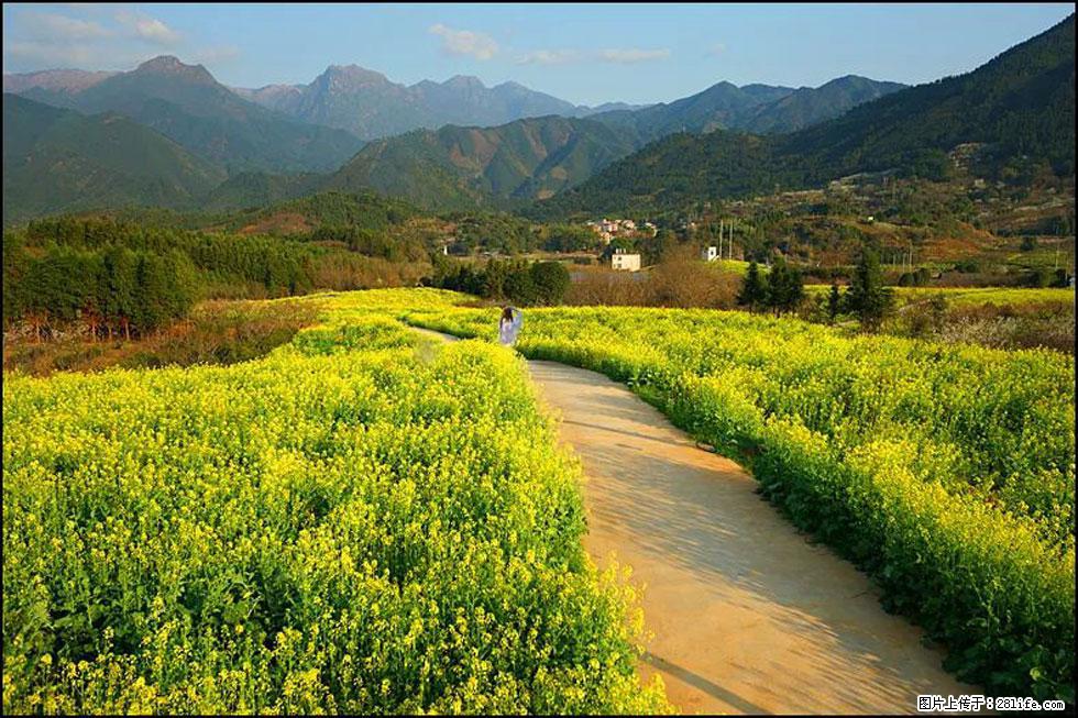 【春天，广西桂林灌阳县向您发出邀请！】长坪村油菜盛情花开 - 游山玩水 - 宝鸡生活社区 - 宝鸡28生活网 baoji.28life.net