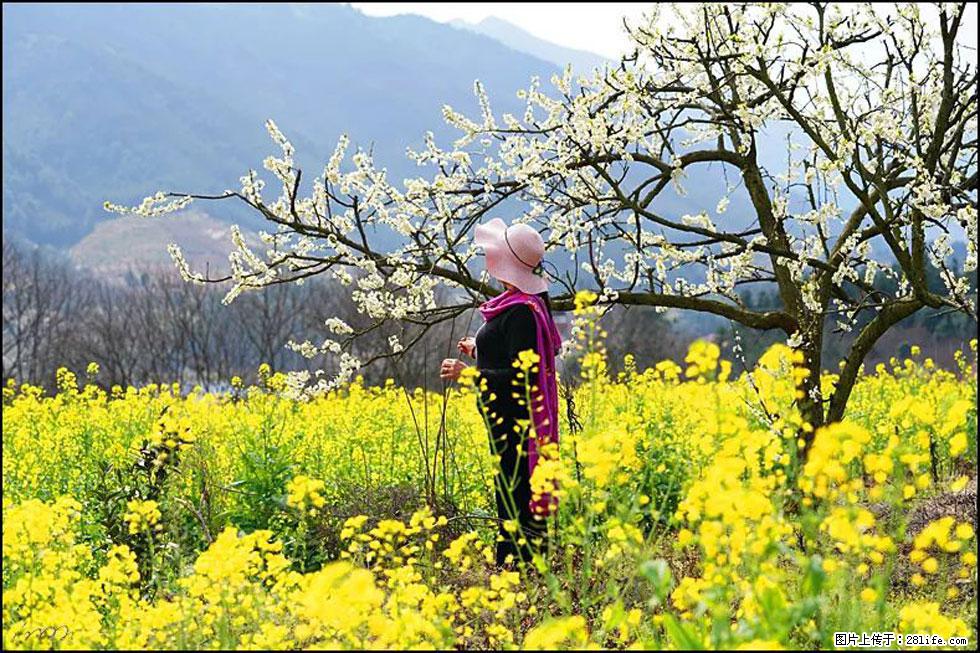 【春天，广西桂林灌阳县向您发出邀请！】长坪村油菜盛情花开 - 游山玩水 - 宝鸡生活社区 - 宝鸡28生活网 baoji.28life.net