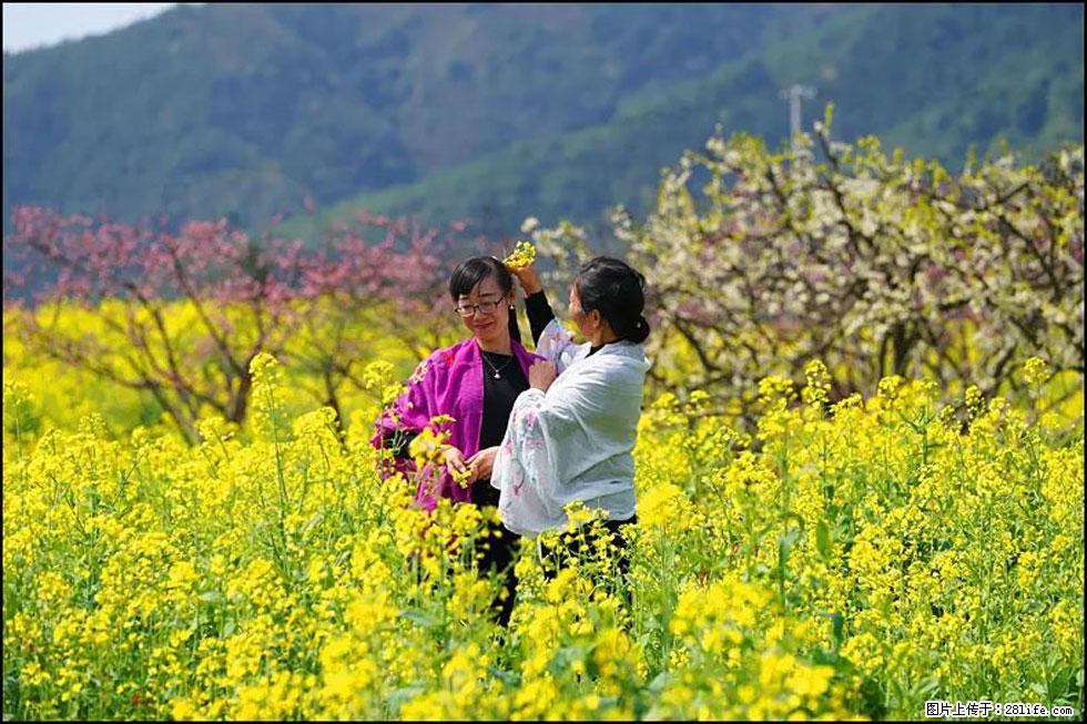 【春天，广西桂林灌阳县向您发出邀请！】长坪村油菜盛情花开 - 游山玩水 - 宝鸡生活社区 - 宝鸡28生活网 baoji.28life.net