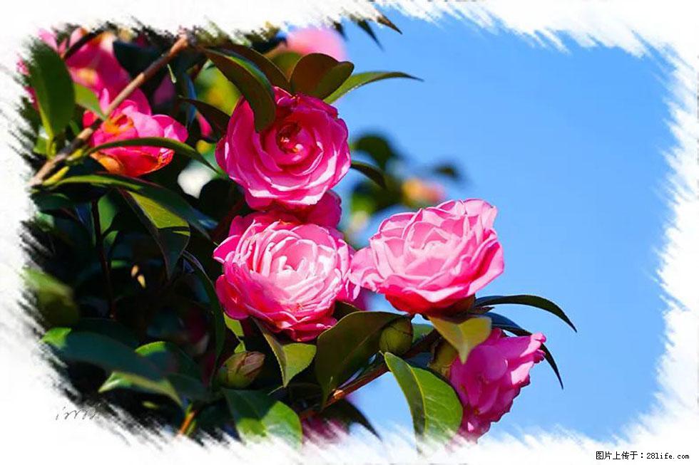 【春天，广西桂林灌阳县向您发出邀请！】杨柳井茶花惹人爱 - 游山玩水 - 宝鸡生活社区 - 宝鸡28生活网 baoji.28life.net