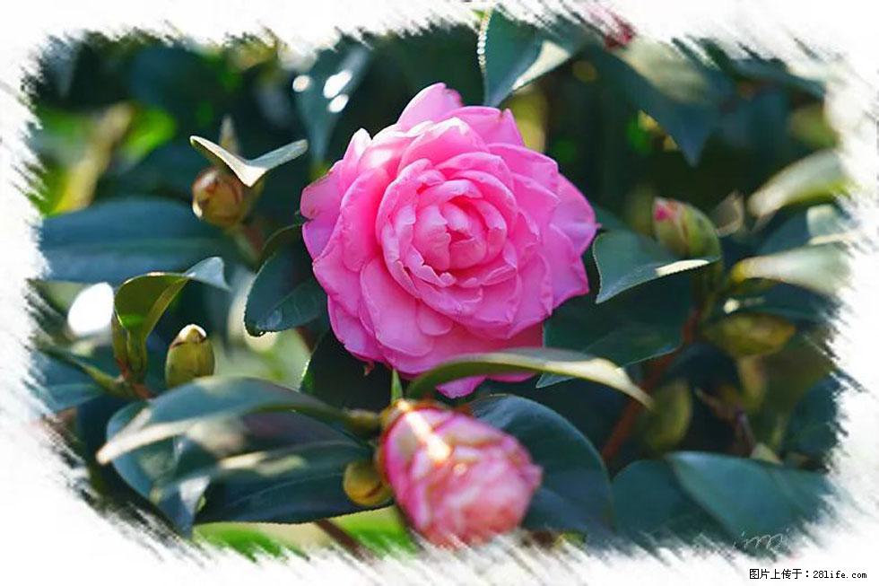 【春天，广西桂林灌阳县向您发出邀请！】杨柳井茶花惹人爱 - 游山玩水 - 宝鸡生活社区 - 宝鸡28生活网 baoji.28life.net