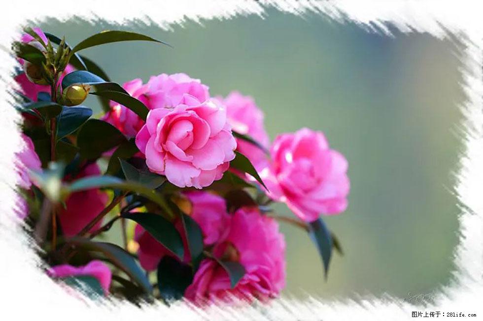【春天，广西桂林灌阳县向您发出邀请！】杨柳井茶花惹人爱 - 游山玩水 - 宝鸡生活社区 - 宝鸡28生活网 baoji.28life.net