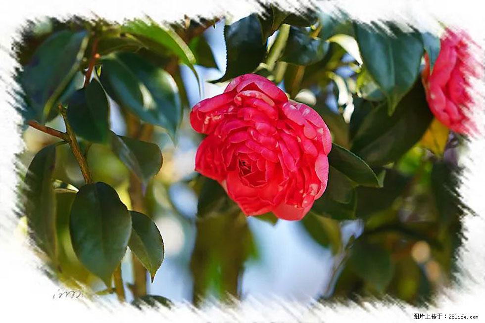 【春天，广西桂林灌阳县向您发出邀请！】杨柳井茶花惹人爱 - 游山玩水 - 宝鸡生活社区 - 宝鸡28生活网 baoji.28life.net