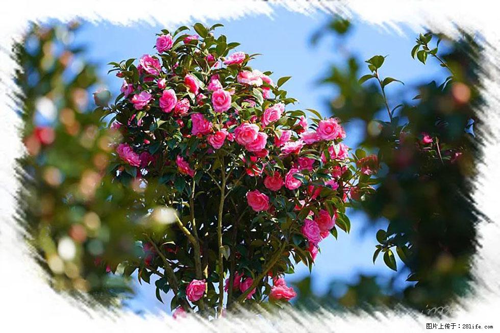 【春天，广西桂林灌阳县向您发出邀请！】杨柳井茶花惹人爱 - 游山玩水 - 宝鸡生活社区 - 宝鸡28生活网 baoji.28life.net