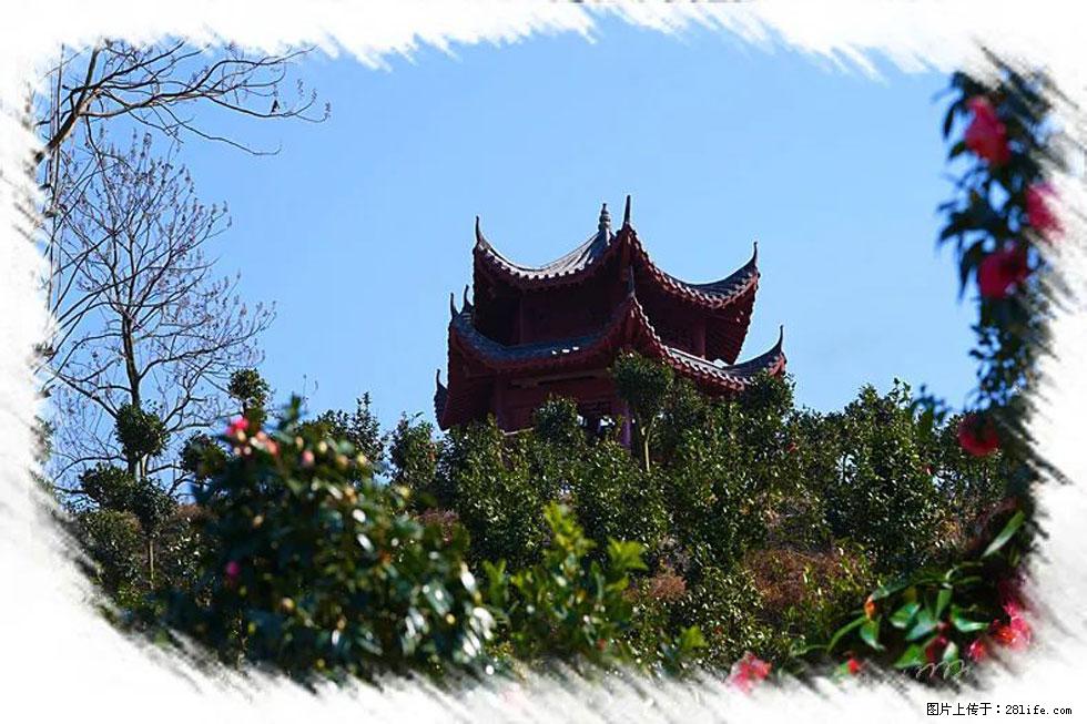 【春天，广西桂林灌阳县向您发出邀请！】杨柳井茶花惹人爱 - 游山玩水 - 宝鸡生活社区 - 宝鸡28生活网 baoji.28life.net