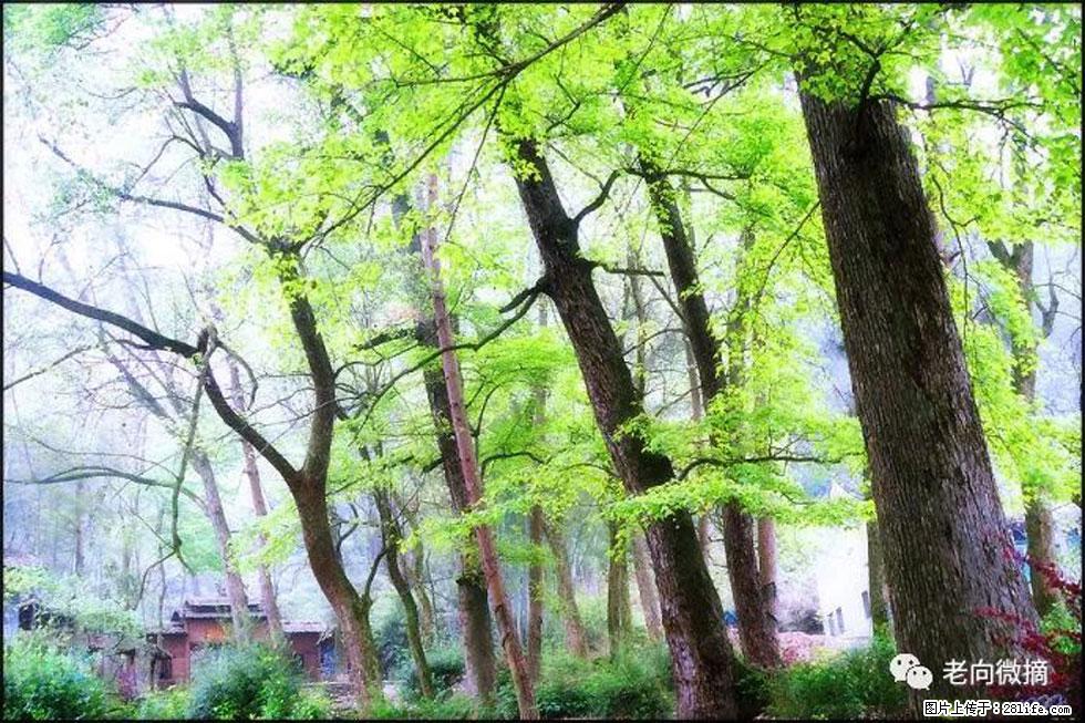 【春天，广西桂林灌阳县向您发出邀请！】在小龙村与春天约会 - 游山玩水 - 宝鸡生活社区 - 宝鸡28生活网 baoji.28life.net
