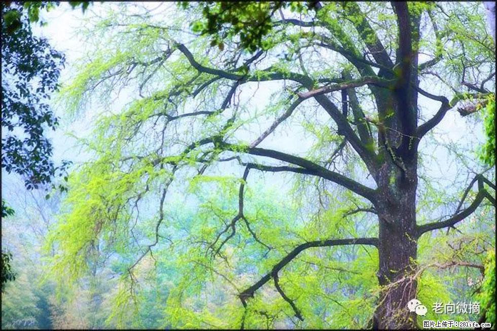 【春天，广西桂林灌阳县向您发出邀请！】在小龙村与春天约会 - 游山玩水 - 宝鸡生活社区 - 宝鸡28生活网 baoji.28life.net