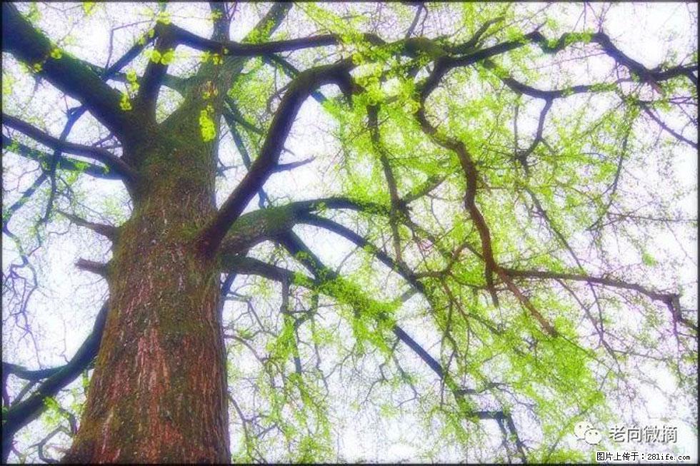 【春天，广西桂林灌阳县向您发出邀请！】在小龙村与春天约会 - 游山玩水 - 宝鸡生活社区 - 宝鸡28生活网 baoji.28life.net