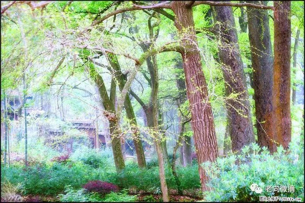 【春天，广西桂林灌阳县向您发出邀请！】在小龙村与春天约会 - 游山玩水 - 宝鸡生活社区 - 宝鸡28生活网 baoji.28life.net