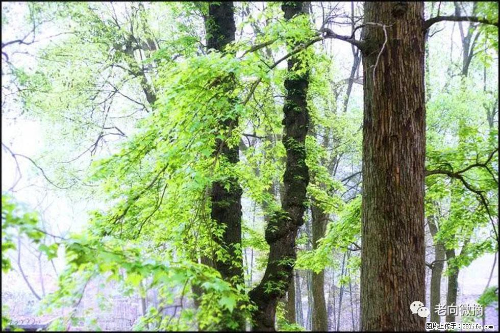 【春天，广西桂林灌阳县向您发出邀请！】在小龙村与春天约会 - 游山玩水 - 宝鸡生活社区 - 宝鸡28生活网 baoji.28life.net