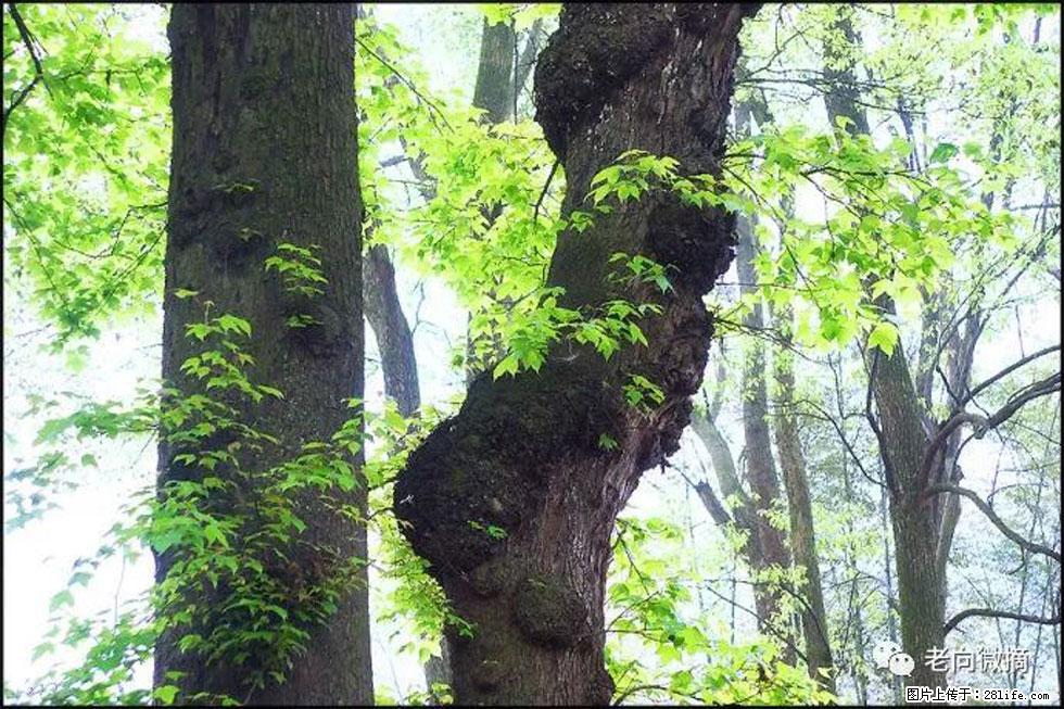 【春天，广西桂林灌阳县向您发出邀请！】在小龙村与春天约会 - 游山玩水 - 宝鸡生活社区 - 宝鸡28生活网 baoji.28life.net