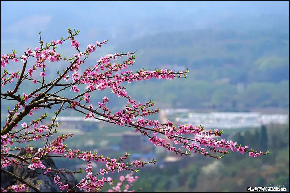 【春天，广西桂林灌阳县向您发出邀请！】望月岭上桃花开 - 游山玩水 - 宝鸡生活社区 - 宝鸡28生活网 baoji.28life.net