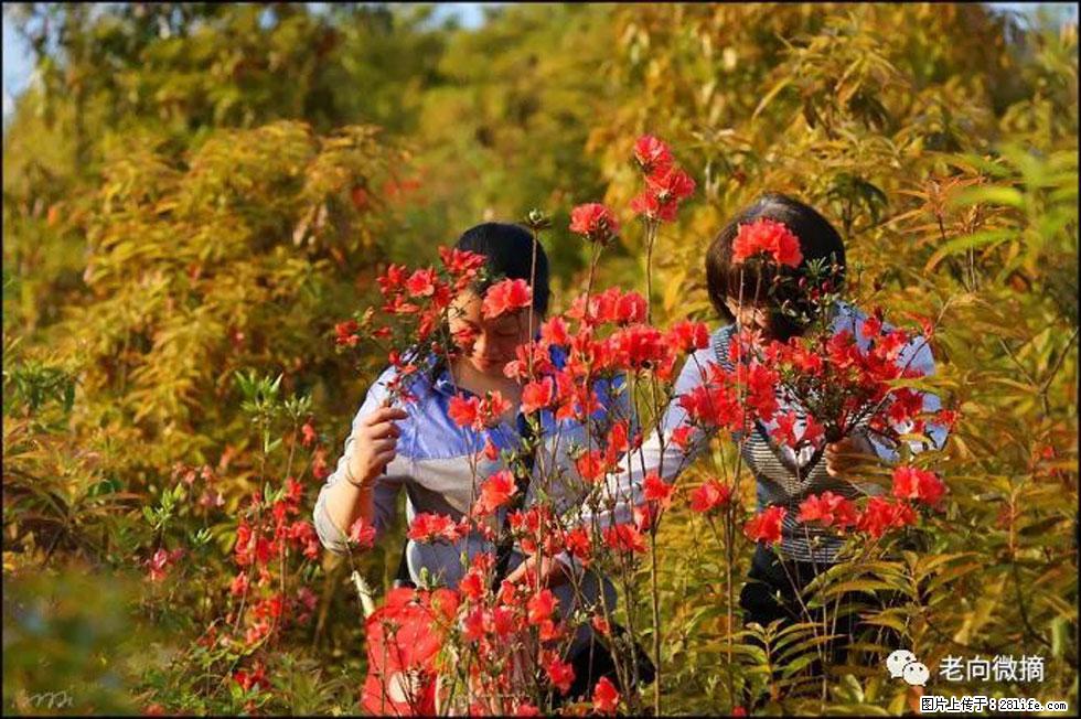 【春天，广西桂林灌阳县向您发出邀请！】登麒麟山，相约映山红 - 游山玩水 - 宝鸡生活社区 - 宝鸡28生活网 baoji.28life.net