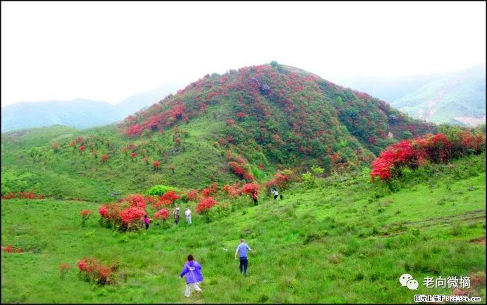 【春天，广西桂林灌阳县向您发出邀请！】宝盖山上映山红 - 游山玩水 - 宝鸡生活社区 - 宝鸡28生活网 baoji.28life.net