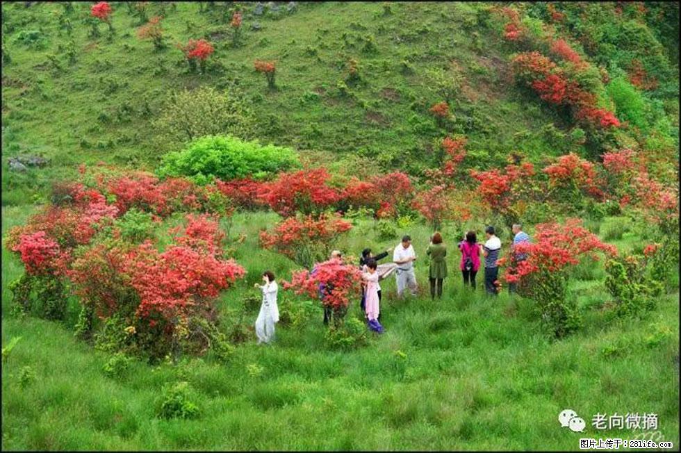 【春天，广西桂林灌阳县向您发出邀请！】宝盖山上映山红 - 游山玩水 - 宝鸡生活社区 - 宝鸡28生活网 baoji.28life.net