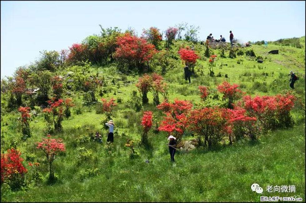 【春天，广西桂林灌阳县向您发出邀请！】宝盖山上映山红 - 游山玩水 - 宝鸡生活社区 - 宝鸡28生活网 baoji.28life.net