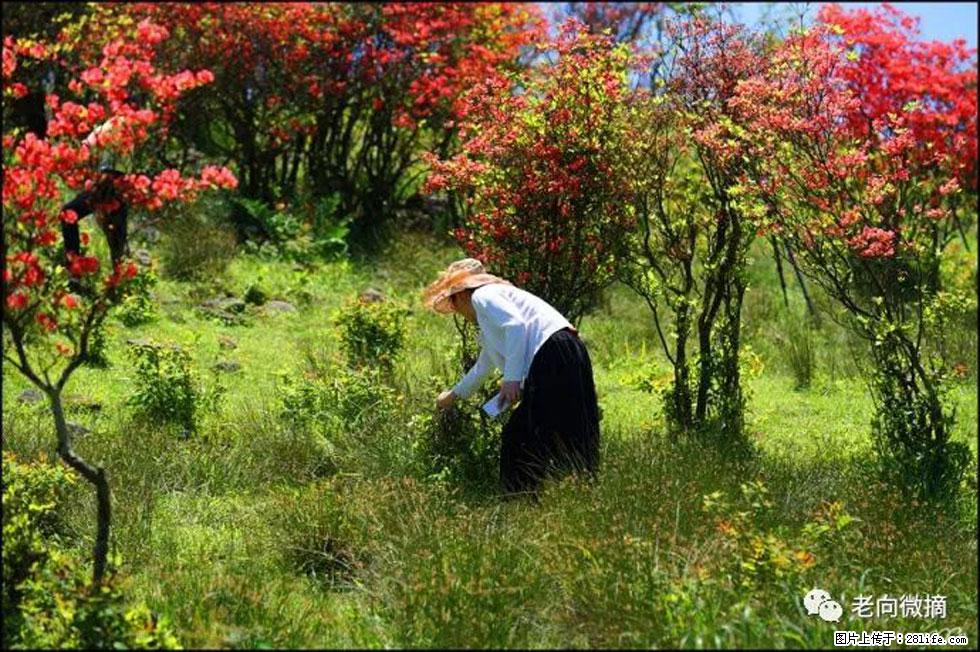 【春天，广西桂林灌阳县向您发出邀请！】宝盖山上映山红 - 游山玩水 - 宝鸡生活社区 - 宝鸡28生活网 baoji.28life.net