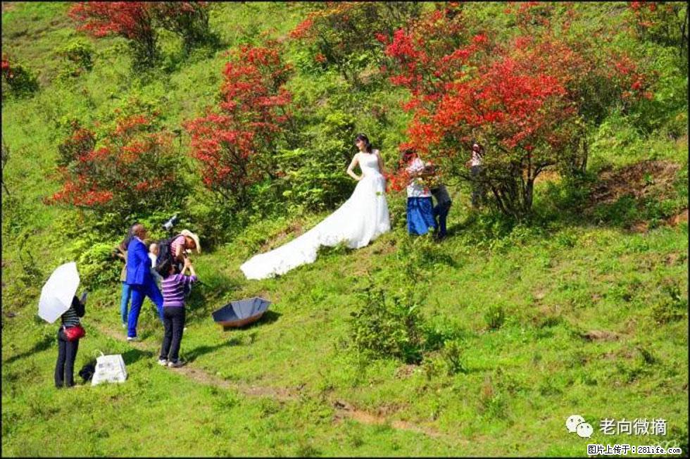 【春天，广西桂林灌阳县向您发出邀请！】宝盖山上映山红 - 游山玩水 - 宝鸡生活社区 - 宝鸡28生活网 baoji.28life.net