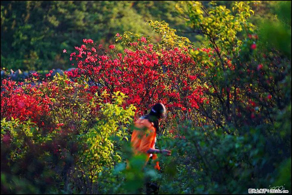 【春天，广西桂林灌阳县向您发出邀请！】春木界上映山红 - 游山玩水 - 宝鸡生活社区 - 宝鸡28生活网 baoji.28life.net