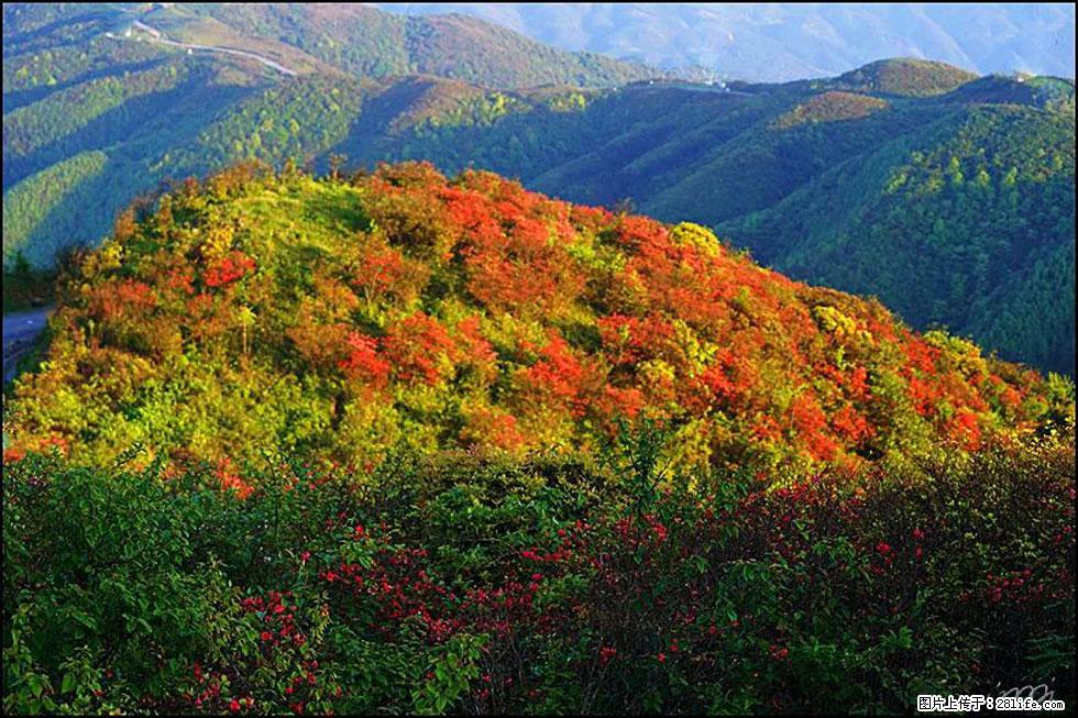 【春天，广西桂林灌阳县向您发出邀请！】春木界上映山红 - 游山玩水 - 宝鸡生活社区 - 宝鸡28生活网 baoji.28life.net