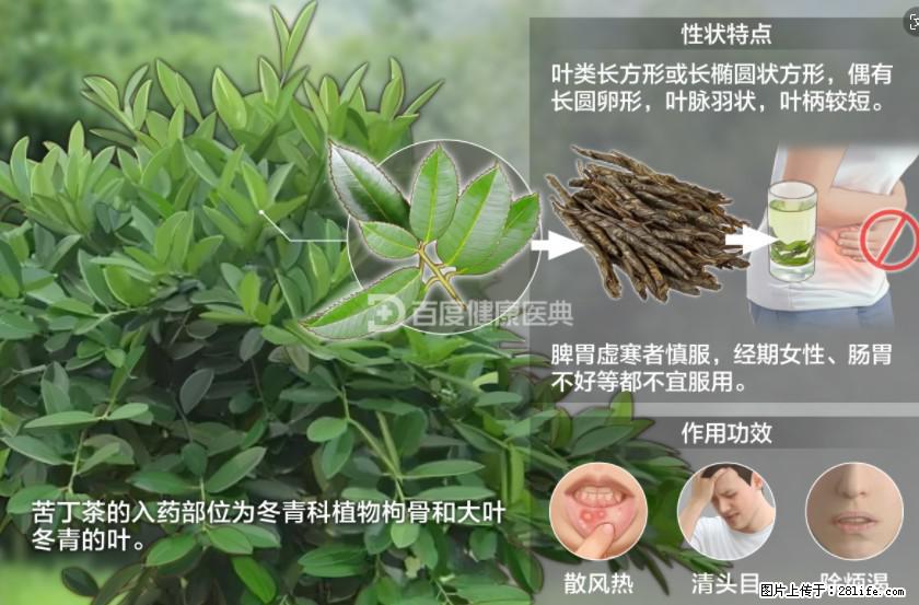 苦丁茶有哪些功效和作用 - 生活百科 - 宝鸡生活社区 - 宝鸡28生活网 baoji.28life.net