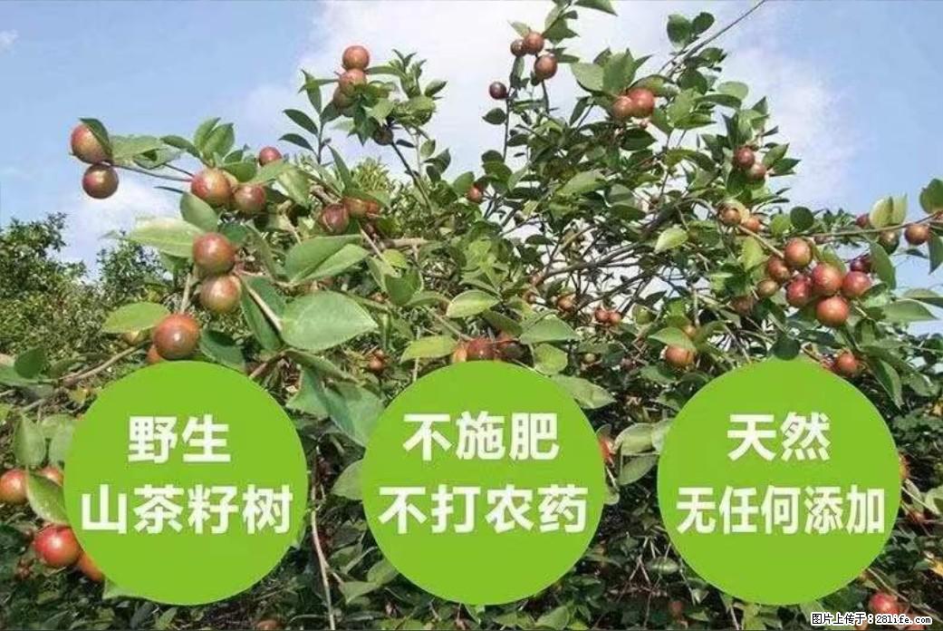 【灌阳县油茶产业示范区】一个有着充实的精神生活的人，对待身外之物自会有一种淡泊的态度 - 美食天地 - 宝鸡生活社区 - 宝鸡28生活网 baoji.28life.net