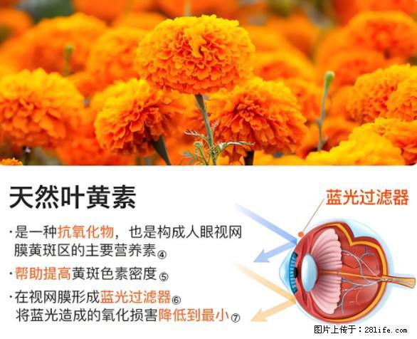 叶黄素有什么功效和作用 - 生活百科 - 宝鸡生活社区 - 宝鸡28生活网 baoji.28life.net