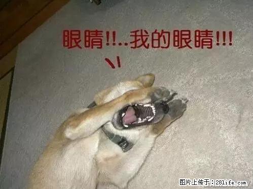 笑癫了！一女的怀孕三年未生，他终于忍不住了... - 娱乐八卦 - 宝鸡生活社区 - 宝鸡28生活网 baoji.28life.net