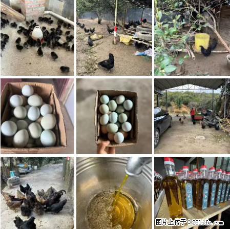 油茶园从小鸡仔开始养起的纯土鸡、土鸡蛋可以预定啦！还有前几天刚榨的纯山茶油哦 - 土特产 - 饮食特产 - 宝鸡分类信息 - 宝鸡28生活网 baoji.28life.net