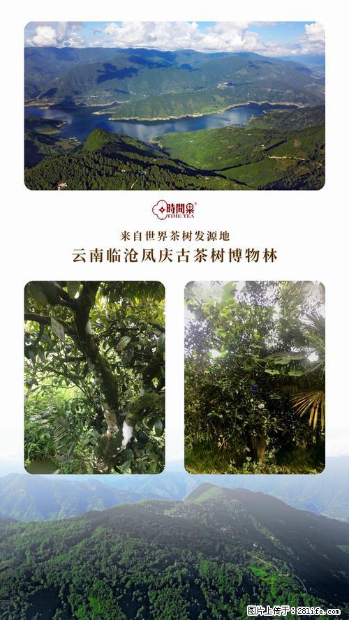 时间果百年古树2025年春红茶 - 购物交流 - 宝鸡生活社区 - 宝鸡28生活网 baoji.28life.net