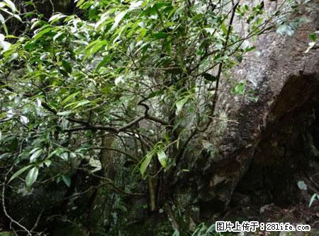 平乐石崖茶，珍贵仅次于金花茶 - 宝鸡生活资讯 - 宝鸡28生活网 baoji.28life.net