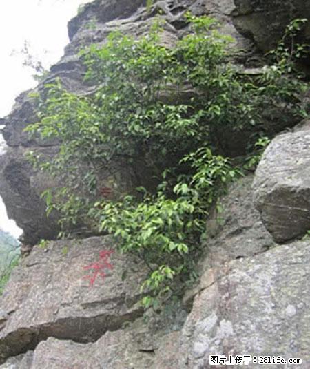 平乐石崖茶，珍贵仅次于金花茶 - 宝鸡生活资讯 - 宝鸡28生活网 baoji.28life.net
