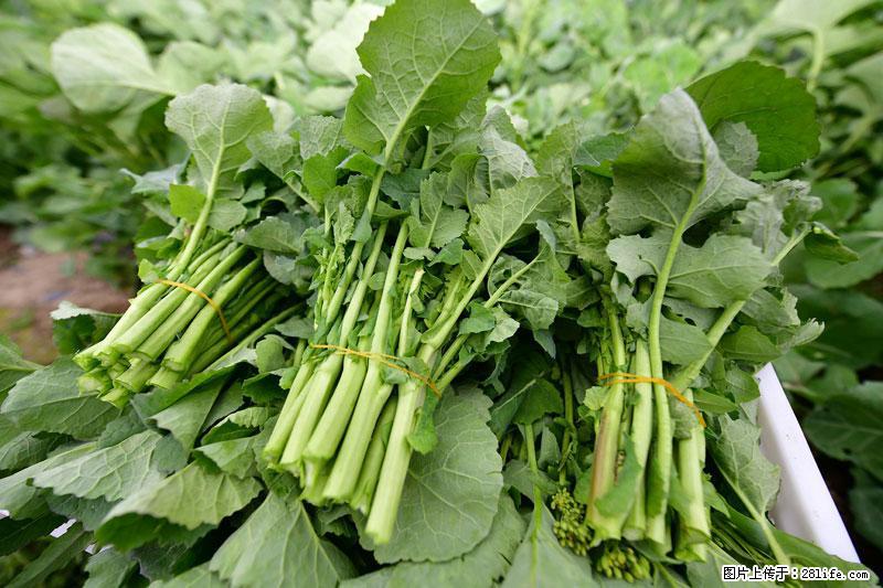这些蔬菜是“天然钙片”，这6种被医生重点推荐 - 宝鸡生活资讯 - 宝鸡28生活网 baoji.28life.net